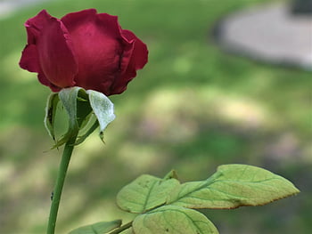 Róża, piękne kwiaty, kwiat, czerwona róża, kwiat róży, płatki, płatki róż, kwitnąć, kwiat tło, flora, kwiatowa tapeta