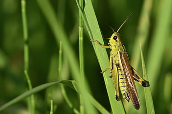 grasshopper, insect, meadow, close Up, macro, green, summer, grass, nature