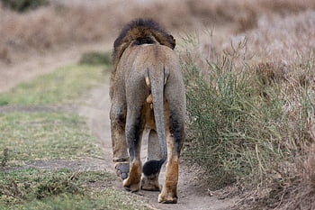 Leone, a piedi, natura, Africa, grande, gatto, carnivoro, animale, mammifero, selvaggio, pericoloso