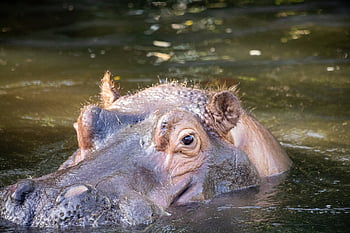 hippopotamus, hippo, animal, mammal, herbivores, nature, zoo