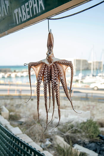 octopus, hanging, hook, seafood, shop, coastal, tavern, Mediterranean, seafood traditions, fresh octopus, outside display