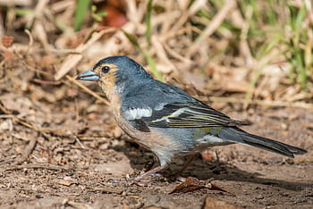 Centrální Kanárské ostrovy Chaffinch, mužský, Fringilla Coelebs Canariensis, Los tilos de moya, gran canaria, Španělsko, pták, prohlížení ptáků, zpěvní ptáci, Evropa, Kanárské ostrovy