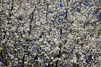 blackthorn, sloe, sour Plum, plum Blossoms, german Acacia, blossom, bloom, plum, tree, nature, prunus Spinosa
