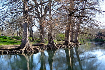 trees, river, nature, cypress, branches, roots, water, bare Branches, reflections, texas, texture