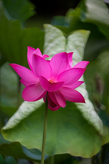 růžový lotosový květ, detailní záběr, zářivá růžová, Jemný květ, Přírodní krásy, tchaj-wan, Lotus Flower in Bloom, lotosové lístky, zelené listy, květinové fotografie, fotografování přírody