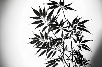 bamboo, leaves, foliage, wallpaper Hd, tree, plant, nature Background, free Background, shadow, Wallpaper 1920x1080, desktop Backgrounds