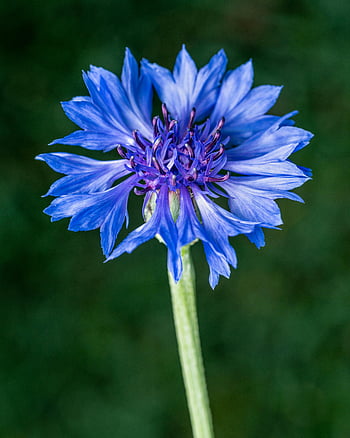blå blomst, maismel, centaurea cyanus, levende blå, sommerdag, nærbilde, felt, blomstringen, blåblader, lilla senter, grønn stilk