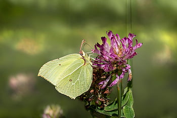 pillangó, közös kémény, virág, lepidoptera, beporoz növényt, beporzás, rovar, szárnyas rovar, pillangószárnyak, virágzás, virágzik