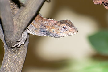 camaleonte, lucertola, rettile, animale, squamoso, capo, natura, ritratto, creatura, esotico