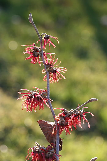 witch Hazel, hamamelis, shrub, branch, blossoms, witch Hazel Family, ornamental Shrub, winter, ornamental Plant, plant, hamamelidaceae
