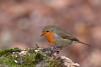 rudzik, ptak, zwierzę, europejski robin, Robin Redbreast, ptak śpiewający, dzikiej przyrody, upierzenie, Oddział, przysiadł, Natura