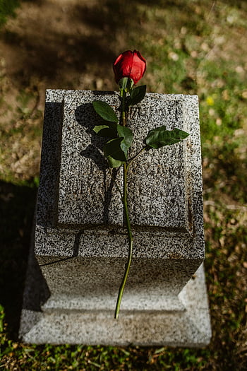 červená růže, náhrobek, Venkovní hřbitov, Žulový náhrobek, detailní záběr, červená květina, hřbitov, pamětní, hrob marker, jediná růže, venkovní nastavení