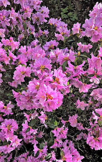 azaleas, azalea Shrub, early Bloomer, ornamental Plant, garden, spring, pink Flowers, bright, beautiful, nature, blooming