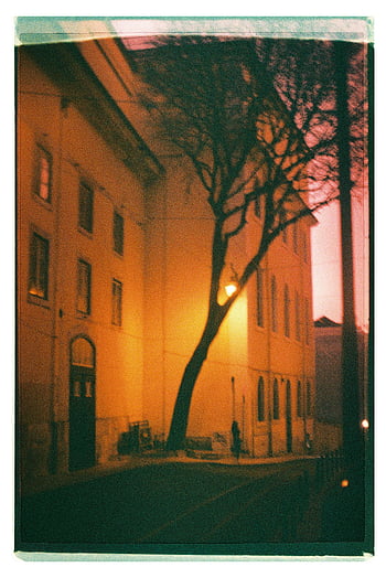tree, building, evening, Lisbon, Portugal, twilight, illuminated, atmospheric, street, tree-lined, dusk