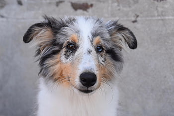 sheltie, σκύλος, κατοικίδιο ζώο, σκύλα skippie μπλε, μασκότ, των ζώων, γούνα, ρύγχος, θηλαστικά, σκύλο πορτρέτο, ζωικού κόσμου