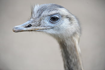 ostrich, zoo, animal, bird, head, nature, emu, eyes, neck, feather, peek