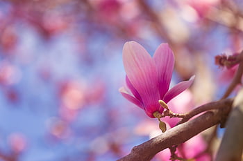 dogwood, spring, bloom, blossom, flower Wallpaper, flower Background, beautiful Flowers, plant, nature, garden, flowers