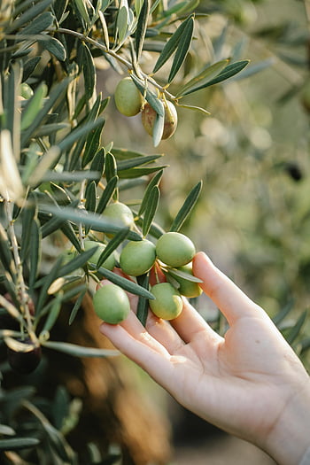 crop farmer, olives on tree, countryside, green olives, lush tree branch, orchard, hand reaching, olive tree, agricultural scene, olive farming, rural landscape
