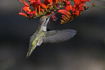 Anna, colibrì, volare, natura, birdphotography, Birds Wildlifefotografia, birdwatching, fotografia, amante degli uccelli, amante della natura, animale