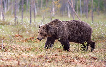 หมี, หมีสีน้ำตาล, สัตว์ป่า, ursus arctos, ป่า, ธรรมชาติ, เลี้ยงลูกด้วยนม, สัตว์