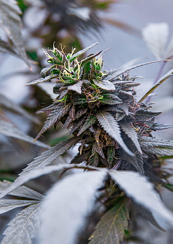 pianta, erba, le foglie, pentola, natura, verde, medicina, naturale, ganja, medico, erbaceo
