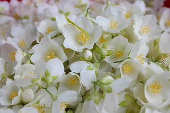Jasmin, Blumen, schöne Blumen, Duft, Blumentapete, Blumen Hintergrund, Natur, falscher Jasmin
