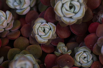 flowers, beautiful Wallpaper, flower Wallpaper, wallpaper Hd, sedum, full Hd Wallpaper, succulents, cool Backgrounds, floral Background, nature, laptop Wallpaper