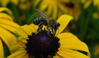 bee, black-eyed Susan, nectar, honey Bee, animal, pollination, flower, flower Wallpaper, flower Background, yellow Flower, beautiful Flowers