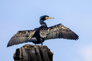pták, kormorán, Příroda, ornitologie, druh, fauna, ptačí, zvíře, zobák, volně žijících živočichů