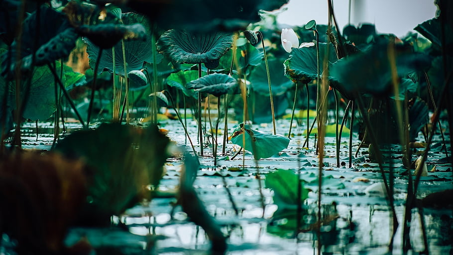 succulent, plant, growth, botany, houseplant, foliage, lotus, flow, nature, water