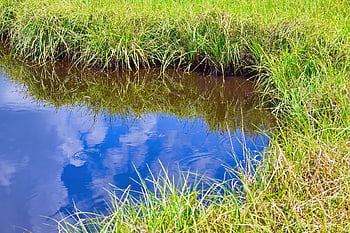 marsh, saltwater, grass, nature, swamp, wetland, bog, water
