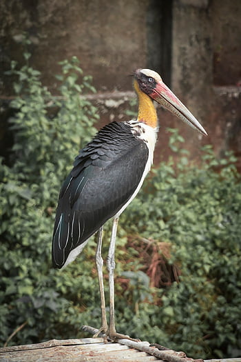 marabou Stork, bird, stork, marabou, beak, long-legged, feathers, ave, avian, ornithology, bird Watching