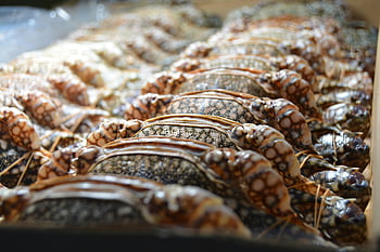 fresh crab, blue crabs, seafood market, close-up photograph, crab texture, arranged crabs, fresh seafood, market display, crab details, crab shells, crab claws
