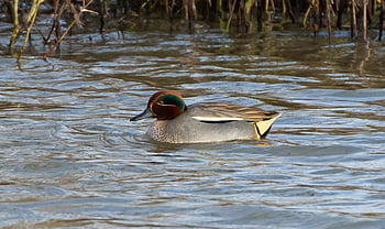 teal, male Teal, teal Duck, eurasian Teal, duck, anatidae, swimming Duck, water, wilderness, avian, wild