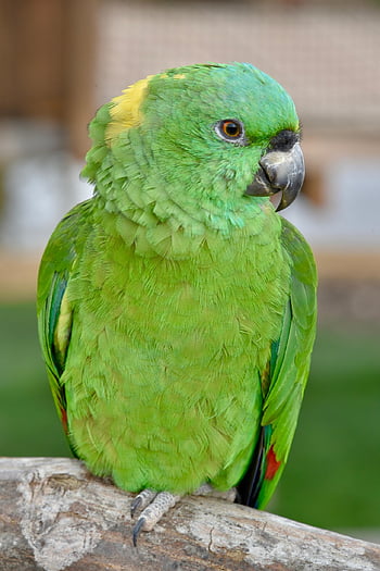 animal, bird, parrot, ara, wildlife, tropical, plumage, beak, fauna, nature, portrait