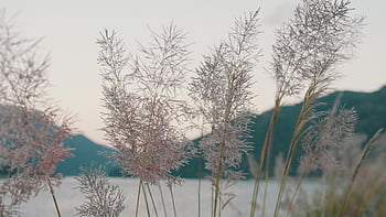 river, plants, mountain, sky, nature, landscape, 风景, 高清, 江, 山, 植物