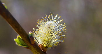 nature, plants, base, willow, twigs, closeup, macro Photography, stamens, spring