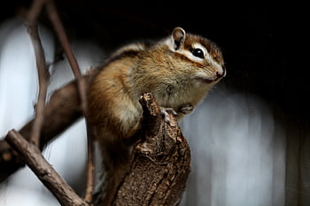 scoiattolo, chipmunk, roditore, animale, natura, selvaggio, mammifero, albero