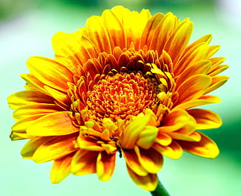 gerbera, flower, blossom, bloom, petals, nature, flora, garden