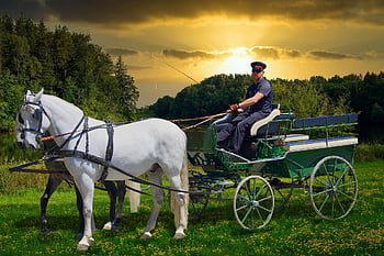 cavalli, carrozza, cocchiere, Autista di trasporto, frusta, equestre, cavalli da tiro, cavallo e carrozza, trasporto, mezzi di trasporto, guida