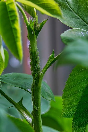aphids, green, macro, pests, lice, vermin, rose Flower, infestation, louse, branch, lice Infestation