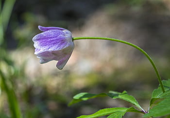 flower, flower Background, dwarf Bellflower, bellflower, blossom, bloom, blue-violet, flora, purple, blue, glockig