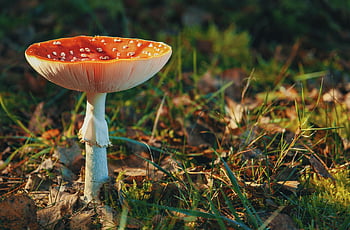 빨간 비행 agaric, 아마 니타 무스 카라, 가을 숲, 생생한 붉은 버섯, 무성한 숲, 가을 설정, 산림 버섯, 빨간 모자 버섯, 흰색 줄기 버섯, 숲 바닥, 자연 사진