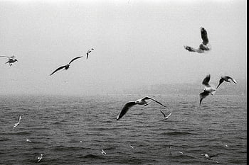 seagulls, Bosporus, black and white, Istanbul skyline, foggy, flock, flying, water, birds, monochrome, landscape