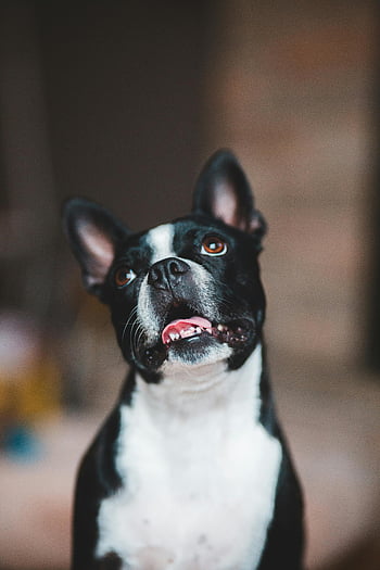 Boston Terrier, adorable puppy, indoor setting, blurred background, cheerful expression, cute dog, black and white, pet photography, happy dog, animal portrait, indoor pet