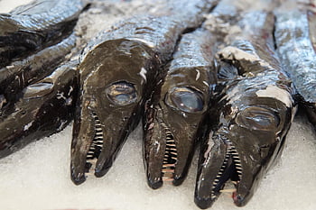 madeira, peces, vaina de pescado, pescadería, naturaleza, pez de aguas profundas, pez, Especialidad de pescado