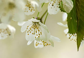 cherry Blossom, flowers, spring, flower Wallpaper, petals, white Flowers, bloom, beautiful Flowers, blossom, flower Background, leaves