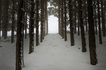 winter, snow, cold, nature, landscape, white, frost, trees, frozen, sunrise, snowflake