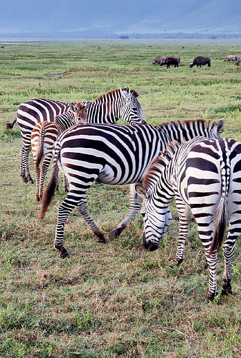 Serengeti, zebra, Afrika, tanzania, safari