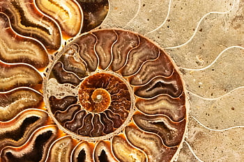 ammonite, prehistoric fossil, fossilized mollusk, extinct marine animal, spiral patterns, intricate textures, fossilized shell, detailed view, marine fossil, prehistoric life, fossil collection